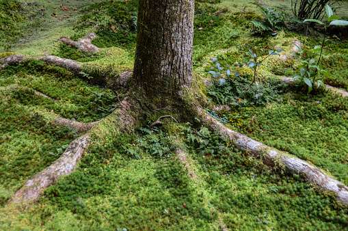 Tree roots covered in moss