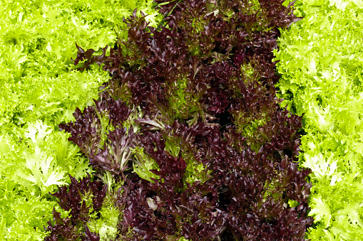 vegetable growing in the agricultural farm (frillice iceberg lettuce, red coral)