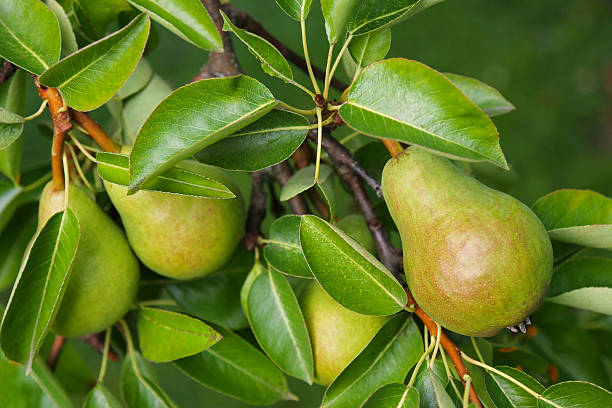 Pear tree with its fruit during summer season stock photo