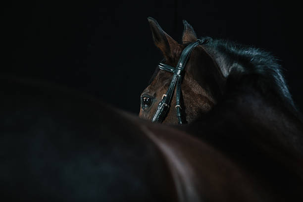 Studio Portrait de cheval - Photo