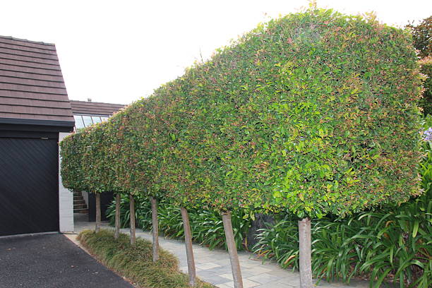 istock decorative pathway with topiary and ornamental wall 502251252