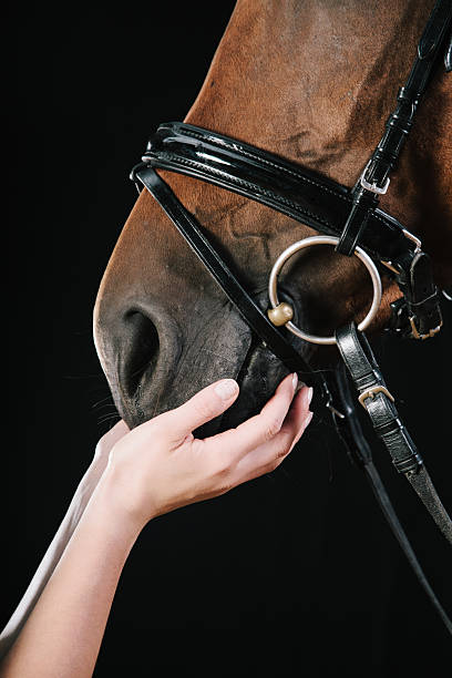 istock Equine - Human Friendship 502251394