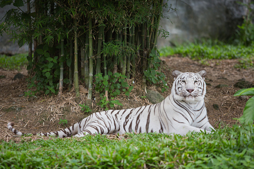 White tiger sitting on grass