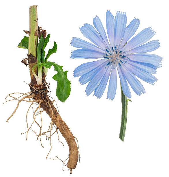 medicinal planta: achicoria común - chicory fotografías e imágenes de stock