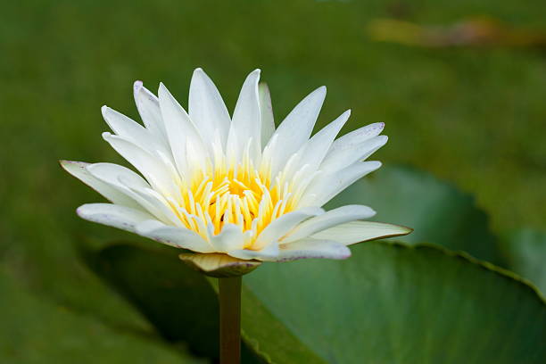 istock Beautiful lotus flower 502257554