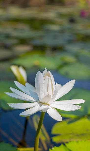 istock Beautiful lotus flower 502258114