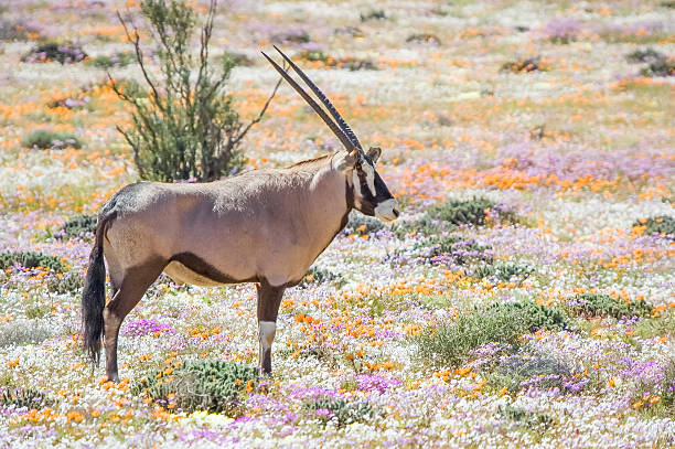 oryx in blumen - gemsbok antelope mammal nature stock-fotos und bilder