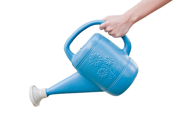 istock Bucket of water plants. 502258918