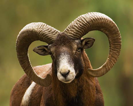 A mouflon ram with its impressive horns.