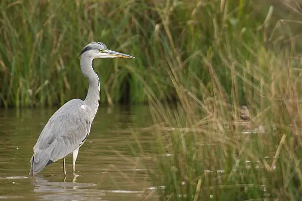 A grey heron in a grass marsh looking for prey