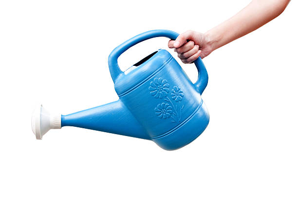 istock Bucket of water plants. 502261118