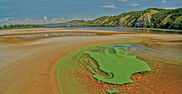 Green algae on the surface of the river. Tina and green algae on the surface of the river. nostoc stock pictures, royalty-free photos & images