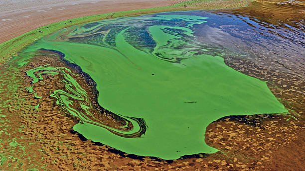 Green algae on the surface of the river. Tina and green algae on the surface of the river. nostoc stock pictures, royalty-free photos & images