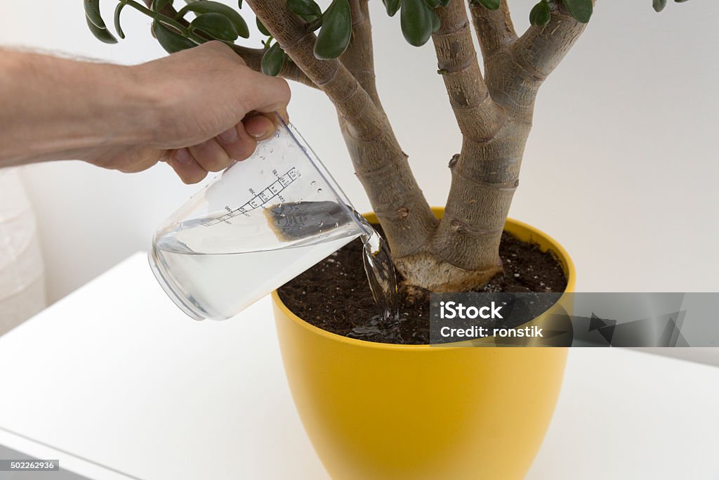 watering indoor plant hand watering indoor plant in big yellow flower pot Houseplant Stock Photo