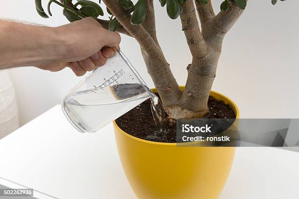 Watering Indoor Plant Stock Photo - Download Image Now - Houseplant, Watering, Plant