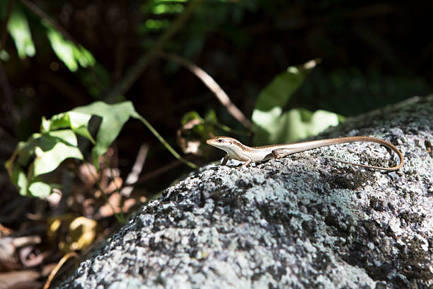 istock Little lizard basking on rock. Seychelles 502262954