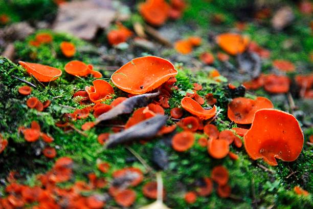 laranja de cogumelos - edible mushroom mushroom fungus colony imagens e fotografias de stock