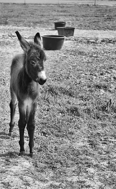 Baby donkey standing in the pasture