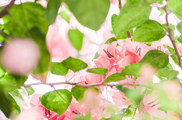istock Paper flowers or Bougainvillea 502272593