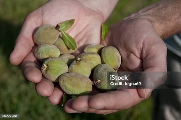 Photo libre de droit de Amandes banque d'images et plus d'images libres de droit de Aliment cru - Aliment cru, Amande, Blanc