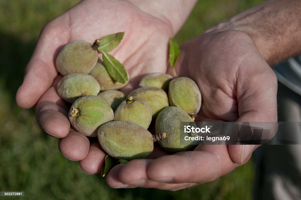 Amandes - Royalty-free Alimentação Saudável Foto de stock