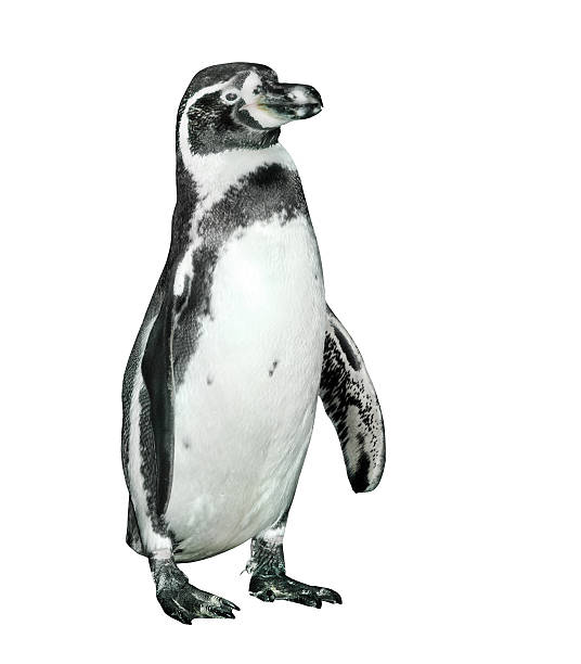 the пингвин гумбольдта. - humboldt penguin стоковые фото и изображения