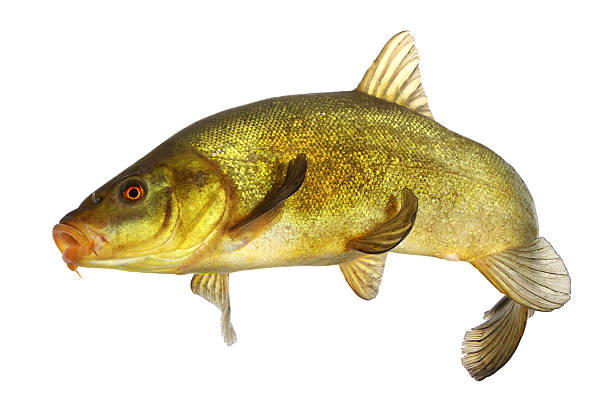 istock carp, tench, colored fish swimming free 502274307