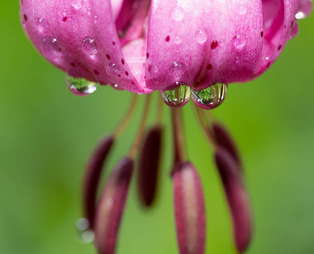 Free Stock Photo of Purple Foxglove Flowers Dripping with Dew ...
