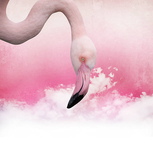 istock Pink flamingo background 502275255