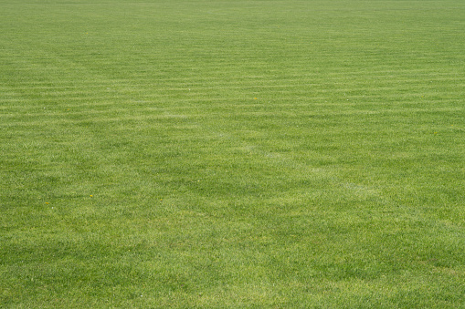 Football field with green grass