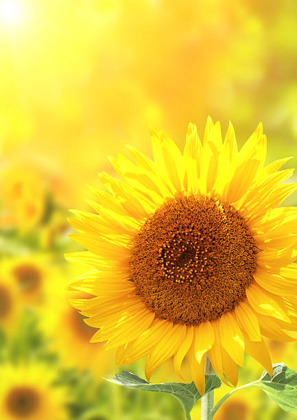 istock Bright yellow sunflowers 502276995