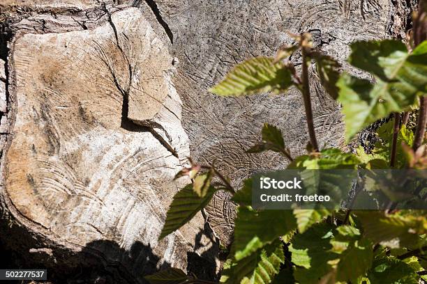 Tree Trunk Stock Photo - Download Image Now - Brown, Circle, Close-up