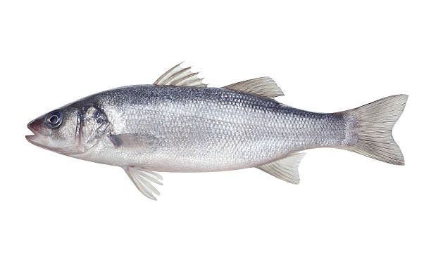 istock fish seabass Isolated on the white background 502277617