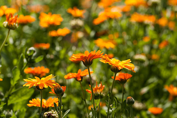 istock Field of marigolds 502278047