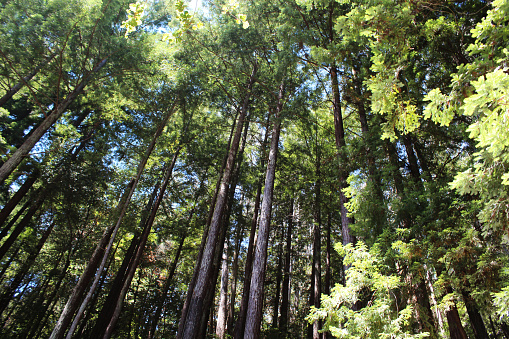 Redwood Jungle of California