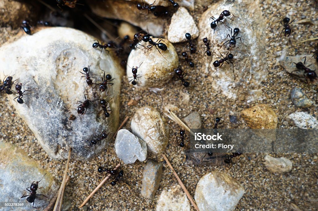 Ant's nest. entrance to the ant's nest. Animal Stock Photo