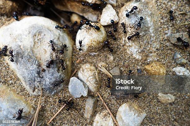 Ants Nest Stock Photo - Download Image Now - Animal, Animal Exoskeleton, Animal Nest