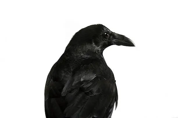 Common Raven - Corvus corax, 28 years old, isolated on white