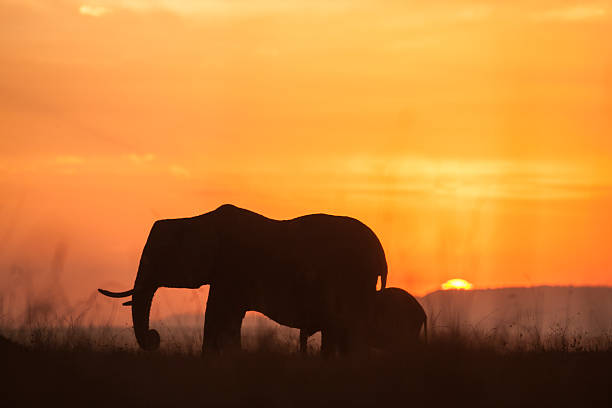 istock Elephants silhouetted by a sunset , Masai Mara Kenya 502278505