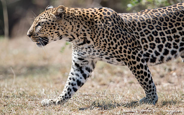 istock Leopard prowling , Masai Mara ,Kenya 502278529