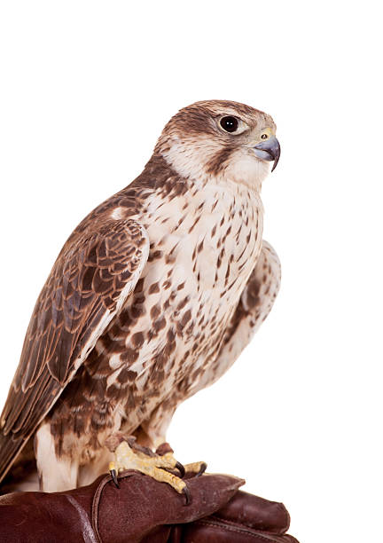istock Saker Falcon isolated on white 502278725