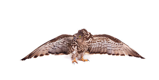 istock European Honey Buzzard on white 502278729
