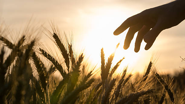 istock Hand of a farmer touching wheat field 502278741