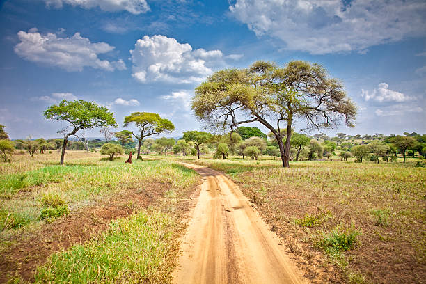 istock Huge African trees in Tanzania. 502278843