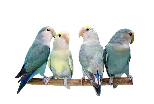istock Four Peach-faced Lovebirds on white 502279085