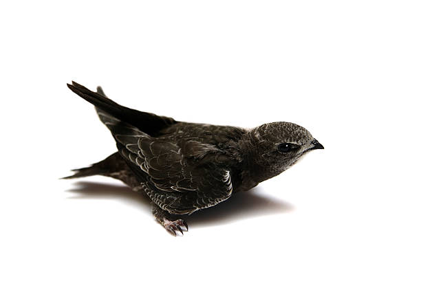 istock Sand Martin swallow on white 502279095