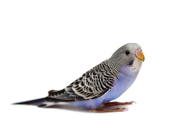 istock Budgie 1,5 mounths on white 502279655
