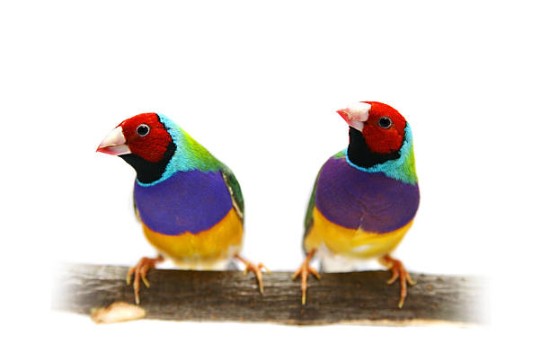 chloebia gouldiae sobre fundo branco - gouldian finch imagens e fotografias de stock