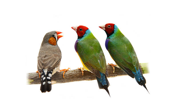 istock Two Gouldian and zebra Finches on white 502279675