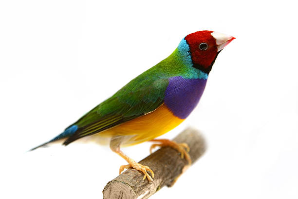 Gouldian Finch on white background Gouldian Finch - Erythrura gouldiae in front of a white background gouldian finch stock pictures, royalty-free photos & images